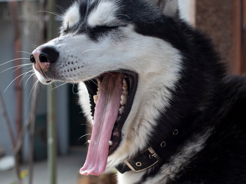 Mejor Arena para Gatos 2026: Comparativa por Tipo