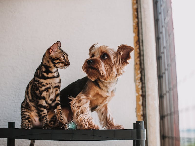 Acana vs Orijen: Comparativa Completa 2026 — ¿Cuál es Mejor?