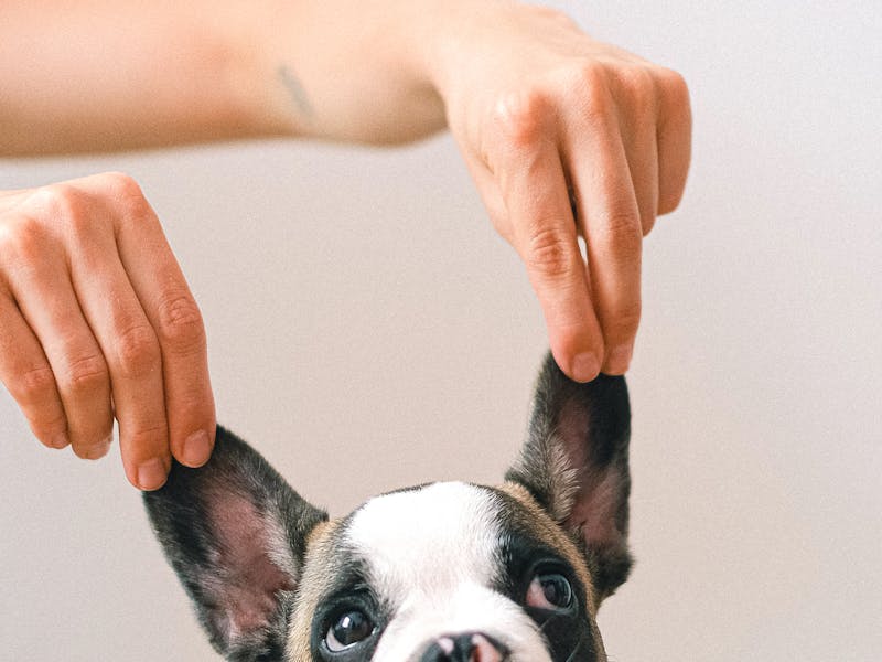 Acana vs Orijen para Gatos: ¿Cuál es Mejor en 2026?