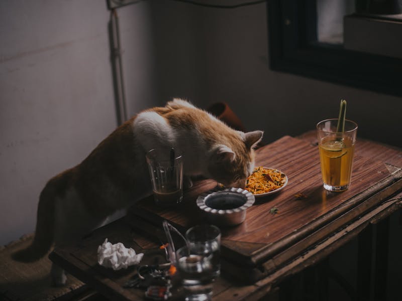 Dieta Casera para Gatos: Recetas Equilibradas y Consejos