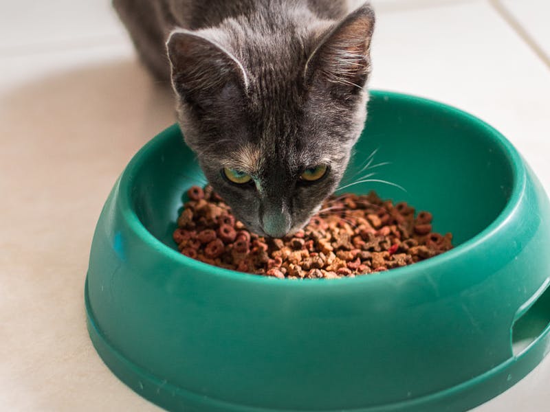 Mejor Pienso para Gatos de Pelo Largo: Guía y Comparativa 2026