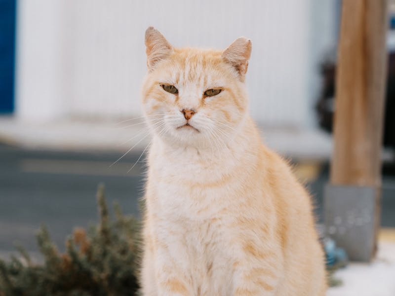 Nombres para Gatos Negros: 200 Ideas Originales con Significado