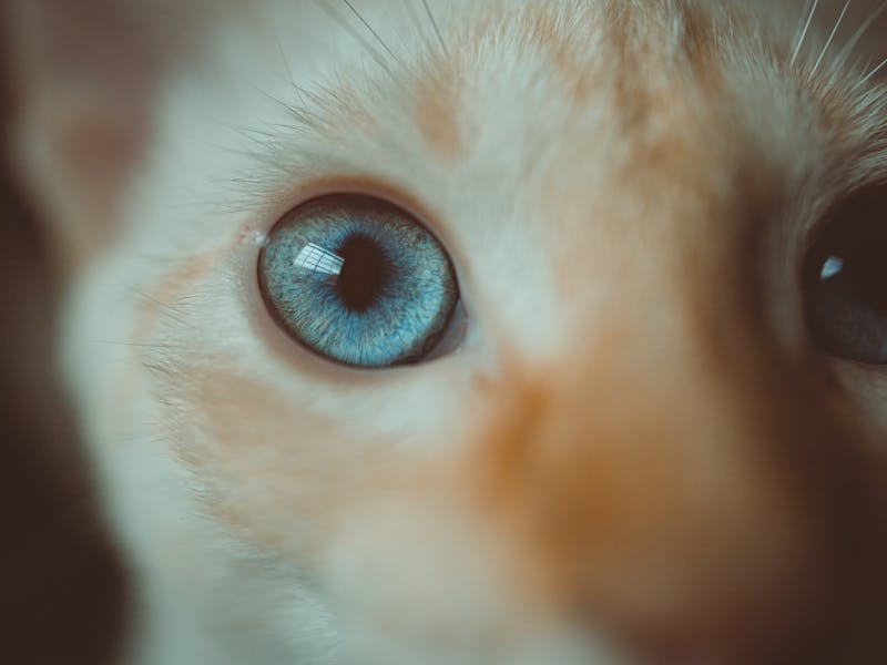 Estreñimiento en Gatos: Causas, Síntomas y Tratamiento