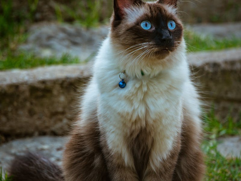 Limpiar los Dientes a un Gato: Guía Paso a Paso