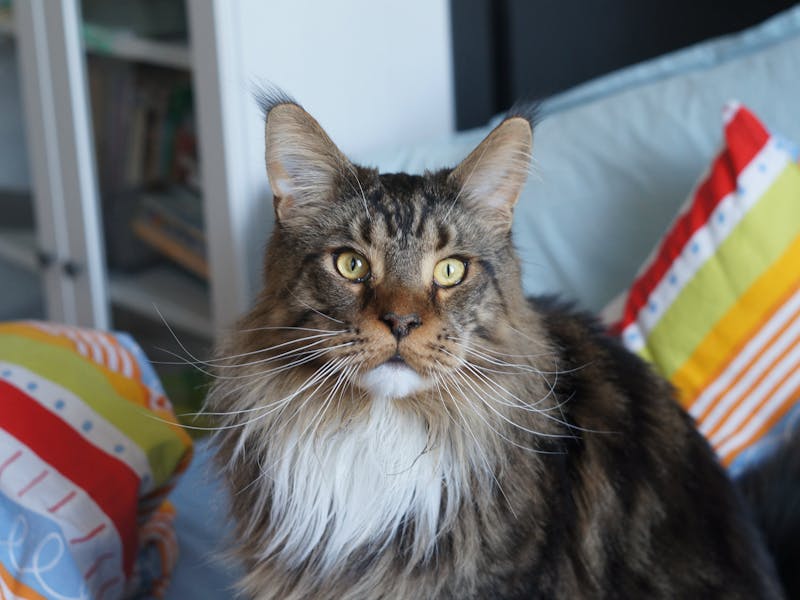 Ragdoll: Características, Cuidados y Temperamento