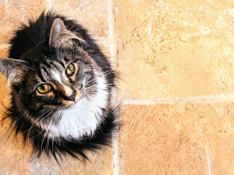Maine Coon: Carácter, Cuidados, Salud y Precio