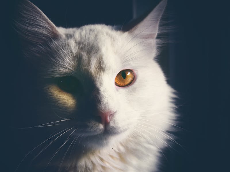 Gato Persa: Carácter, Cuidados, Salud y Precio 2026