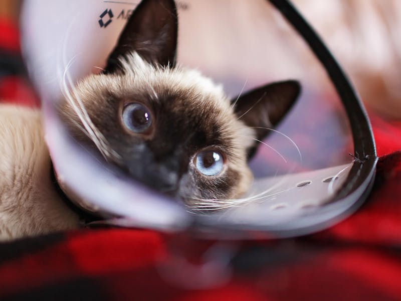 Gato Siamés: Carácter, Cuidados y Guía Completa 2026