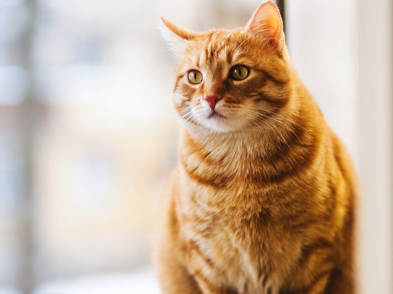 Gato British Shorthair: carácter, cuidados y precio