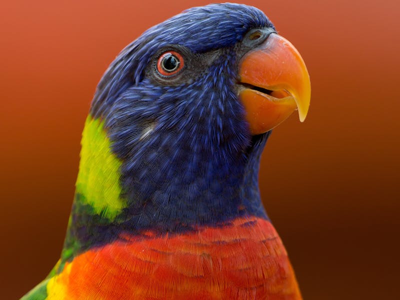 Loro Amazona: Cuidados, Alimentación y Convivencia