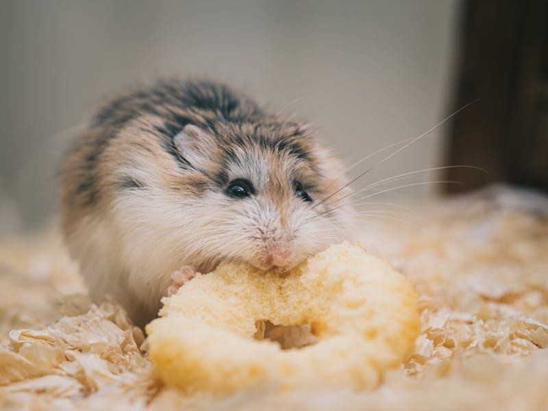 Hamster enano ruso: cuidados, jaula y alimentación