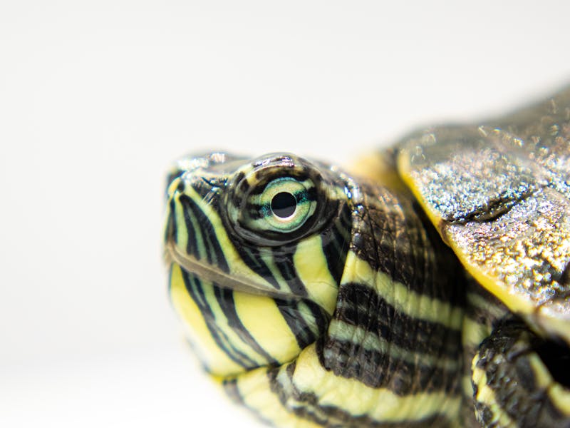 Tortuga de agua dulce: cuidados, acuario y alimentación