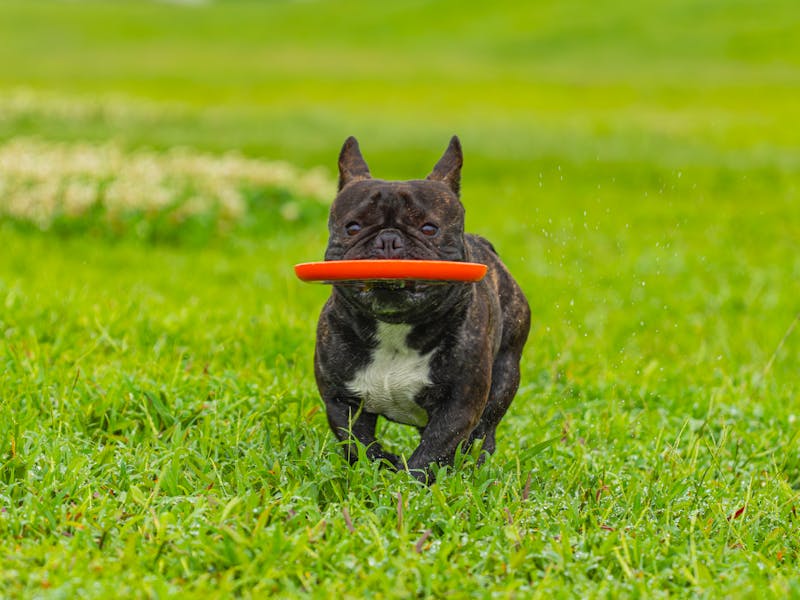 Cómo educar a un cachorro: guía completa paso a paso