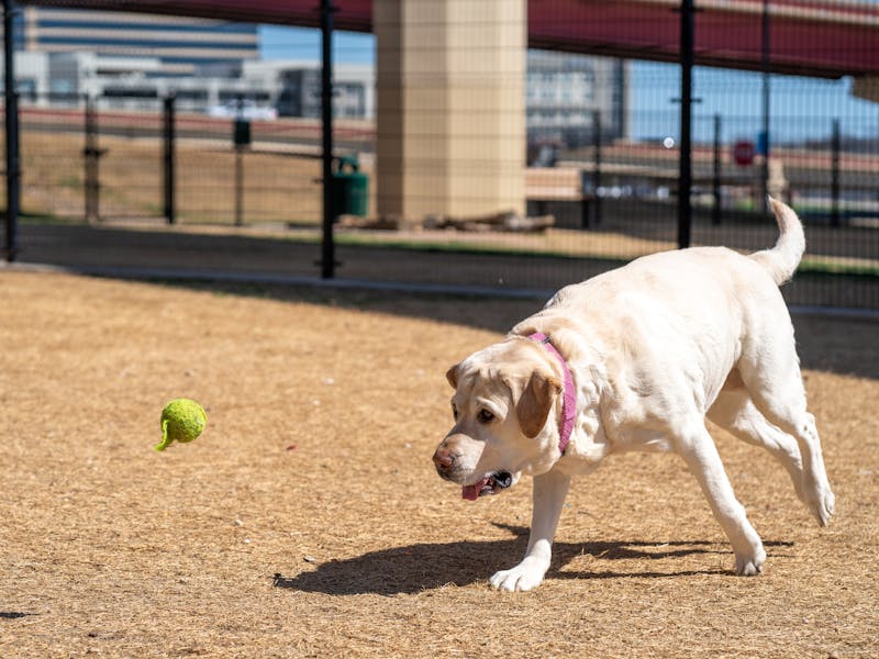 Mi perro ladra mucho: causas, tipos de ladrido y cómo corregirlo