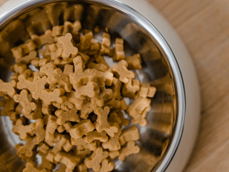 Mejor Pienso para Cachorros de Razas Grandes: Guía y Comparativa 2026