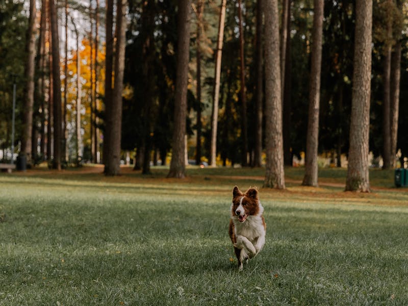 Por Qué Mi Cachorro Llora por las Noches y Cómo Hacer que Duerma