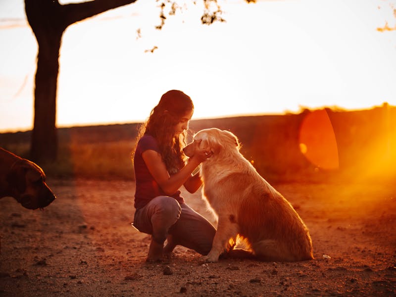Higiene Dental en Perros: Cómo Limpiar los Dientes de tu Perro en Casa