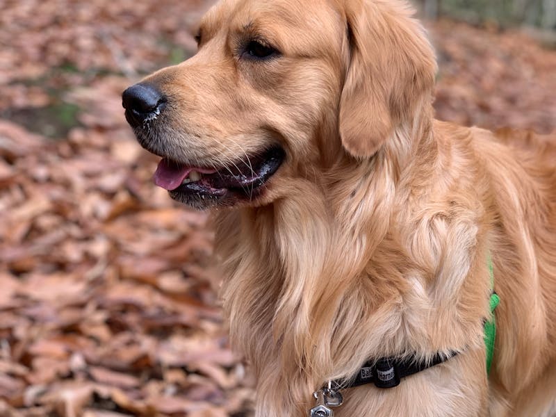 Golden Retriever: Carácter, Cuidados, Salud y Precio