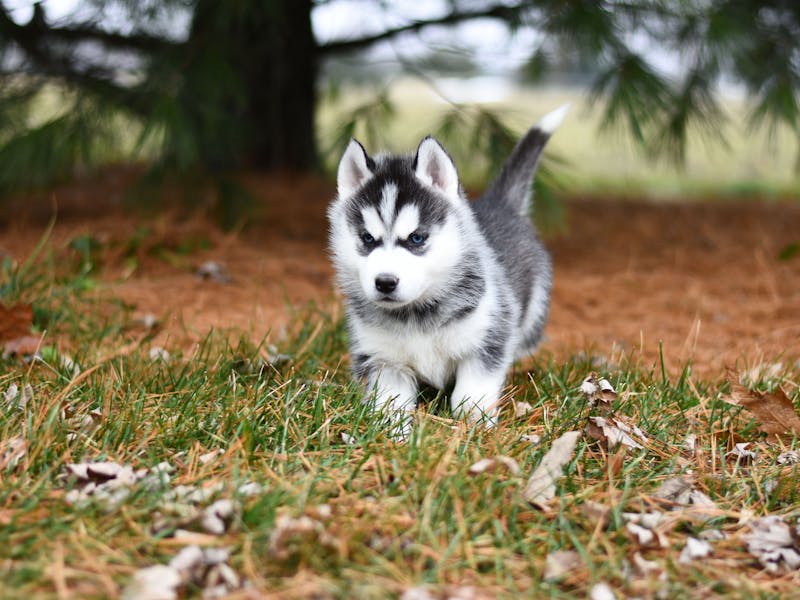 Samoyedo: carácter, cuidados y precio 2026