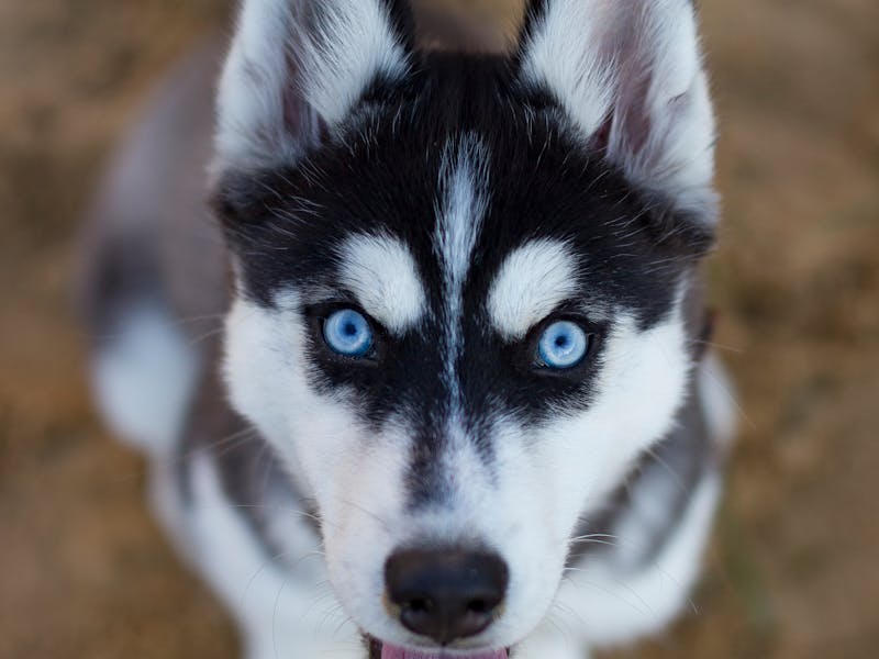Husky Siberiano: Características, Cuidados y Carácter