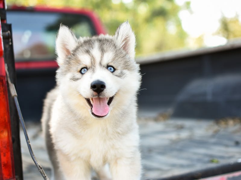 Bichón Frisé: carácter, cuidados y precio