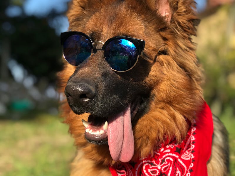Akita Inu: Guía Completa de la Raza (2026)