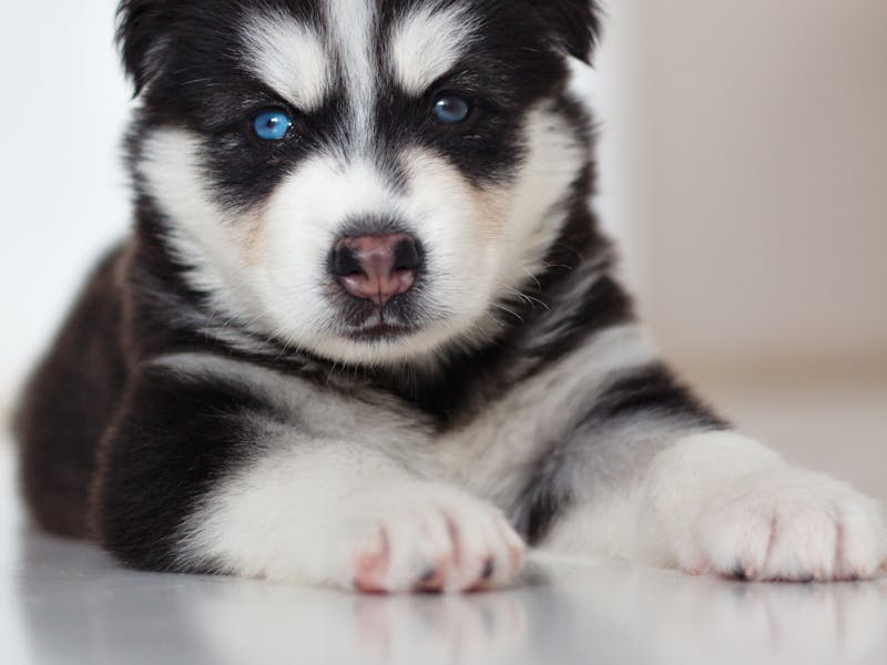 Chihuahua: carácter, cuidados y precio