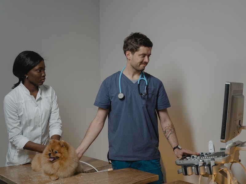 Por Qué Mi Perro Vomita Bilis Amarilla y Qué Hacer