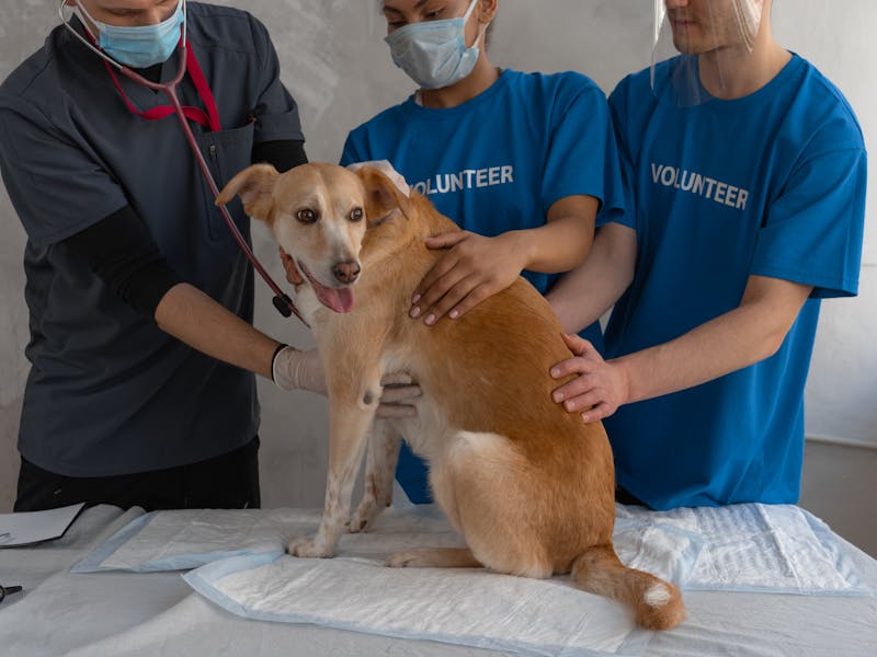 Displasia de Cadera en Perros: Síntomas, Diagnóstico y Tratamiento