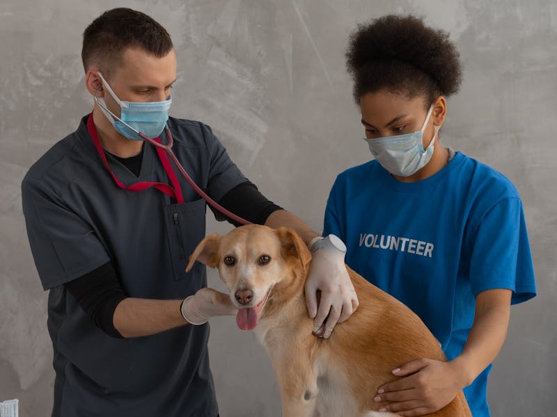Por Qué Mi Perro Come Muy Rápido y Cómo Evitarlo